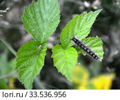 Гусеница непарного шелкопряда (Lymantria dispar Linnaeus) ест лист малины. Стоковое фото, фотограф Ирина Борсученко / Фотобанк Лори
