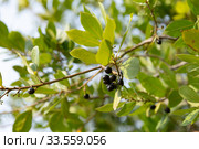 Green bay leaf with black seeds growing in organic garden. Стоковое фото, фотограф Ирина Мойсеева / Фотобанк Лори