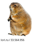 Black tailed prairie dog eating grass (Cynomys ludovicianus) Стоковое фото, фотограф Яков Филимонов / Фотобанк Лори