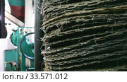 Closeup of stack of fiber mats with grinded olive paste during pressing of olive oil on artisanal factory. Стоковое видео, видеограф Яков Филимонов / Фотобанк Лори