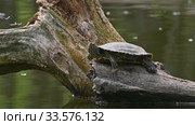 Pond sliders AKA Red Eared Terrapin Turtles - Trachemys scripta elegans. Стоковое видео, видеограф Сергей Старуш / Фотобанк Лори