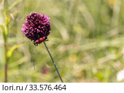 Beetle on allium sphaerocephalon flower in the field. Стоковое фото, фотограф ok_fotoday / Фотобанк Лори