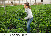 Young female gardener working with plant of felicia amelloides. Стоковое фото, фотограф Яков Филимонов / Фотобанк Лори