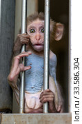 Monkey in a cage. Rhesus Macaque - Macaca mulatta (2019 год). Стоковое фото, фотограф Евгений Ткачёв / Фотобанк Лори