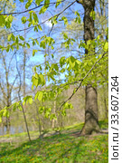 Ветки с молодой листвой граба обыкновенного (Carpinus betulus L.). Весенний лес. Стоковое фото, фотограф Ирина Борсученко / Фотобанк Лори