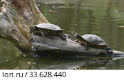 Pond sliders AKA Red Eared Terrapin Turtles - Trachemys scripta elegans. Стоковое видео, видеограф Сергей Старуш / Фотобанк Лори