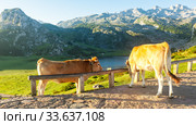 Asturian Mountain cattle cow sits on the lawn in a national park among the mountains at sunset. Стоковое фото, фотограф Татьяна Яцевич / Фотобанк Лори