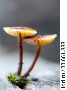 Ядовитый гриб ложноопёнок серно-жёлтый Hypholoma fasciculare крупным планом. Стоковое фото, фотограф Евгений Ткачёв / Фотобанк Лори