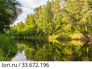 Pine trees with reflection on the banks of the Kerzhenets river in summer. Стоковое фото, фотограф Дмитрий Тищенко / Фотобанк Лори