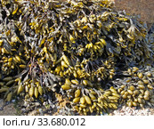Бурые водоросли фукус пузырчатый (Fucus vesiculosus) Стоковое фото, фотограф Ирина Борсученко / Фотобанк Лори