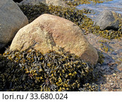 Водоросль фукус пузырчатый (Fucus vesiculosus) на камнях во время отлива. Берег Белого моря. Стоковое фото, фотограф Ирина Борсученко / Фотобанк Лори
