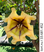 Flower of Solandra large-flowered (Solandra grandiflora) is a genus of liana. Стоковое фото, фотограф Irina Opachevsky / Фотобанк Лори