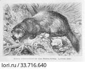 Хорёк обыкновенный или хорь (Putorius foetidus) - рисунок из книги А. Брэма "Жизнь животных" 1896 год. Стоковая иллюстрация, иллюстратор Вера Смолянинова / Фотобанк Лори