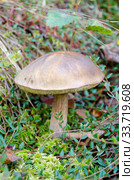 Подберёзовик обыкновенный (лат. Leccinum scabrum) растет в лесу. Стоковое фото, фотограф Елена Коромыслова / Фотобанк Лори