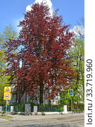 Бук лесной пурпуролистный (Fagus sylvatica L., f. Purpurea) на улице Калининграда. Стоковое фото, фотограф Ирина Борсученко / Фотобанк Лори