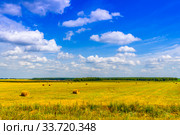 Поле, красивое небо, лес вдалеке в яркий  солнечный летний день. Подмосковье, Россия (2018 год). Стоковое фото, фотограф Владимир Устенко / Фотобанк Лори