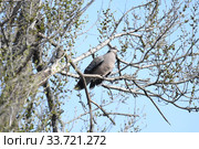 Большая горлица (лат. Streptopelia orientalis). Птица сидит на ветвях ильма, Приморский край. Стоковое фото, фотограф syngach / Фотобанк Лори