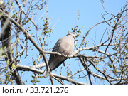 Большая горлица (лат. Streptopelia orientalis). Птица сидит на ветвях ильма, Приморский край. Стоковое фото, фотограф syngach / Фотобанк Лори