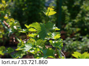 Grapevine in spring. Стоковое фото, фотограф Марина Володько / Фотобанк Лори