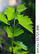 Grapevine in spring. Стоковое фото, фотограф Марина Володько / Фотобанк Лори