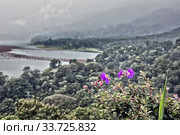 Top view of the lakes Tamblingan and Buyan. Flowering plant in the foreground. Bali. Indonesia. (2016 год). Стоковое фото, фотограф Вознесенская Ольга / Фотобанк Лори