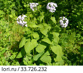 Лунник оживающий (Lunaria rediviva L.). Цветущее растение. Стоковое фото, фотограф Ирина Борсученко / Фотобанк Лори