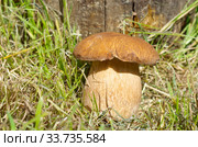 Белый гриб (лат. Boletus edulis) растет в лесу под деревом. Стоковое фото, фотограф Елена Коромыслова / Фотобанк Лори