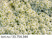 Газонница, или Лобулярия (Lobularia) Стоковое фото, фотограф Алёшина Оксана / Фотобанк Лори