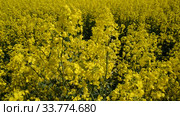 Яркий желтый цветущий рапс (Brassica napus L.) Стоковое видео, видеограф Ирина Борсученко / Фотобанк Лори