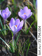 Flowering crocuses or crocuses with purple petals (Spring Crocus). Crocuses are the first spring flowers that bloom in early spring. Стоковое фото, фотограф Artem Sobov / Фотобанк Лори