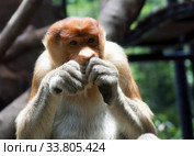 The proboscis monkey (Nasalis larvatus) or long-nosed monkey (2020 год). Стоковое фото, фотограф Куликов Константин / Фотобанк Лори