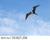 Птица фрегат в небе. Стоковое фото, фотограф Галина Савина / Фотобанк Лори
