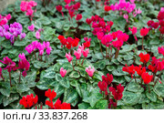 Blooming cyclamen growing in pots. Стоковое фото, фотограф Яков Филимонов / Фотобанк Лори