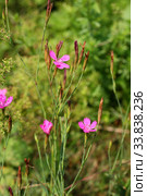 Гвоздика луговая цветет на лесной опушке (Гвоздика травянка, Dianthus deltoides) Стоковое фото, фотограф Щеголева Ольга / Фотобанк Лори