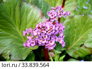 Соцветие бадана толстолистного  (Bergenia crassifolia (L.) Fritsch) крупным планом. Стоковое фото, фотограф Ирина Борсученко / Фотобанк Лори