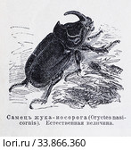 Самец жука-носорога (Oryctes nasicornis) — рисунок из книги А. Брэма "Жизнь животных" 1896 г. Стоковая иллюстрация, иллюстратор Вера Смолянинова / Фотобанк Лори