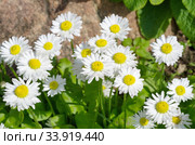 Белые маргаритки (лат. Bellis perennis) цветут весной в саду. Стоковое фото, фотограф Елена Коромыслова / Фотобанк Лори