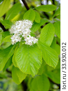 Соцветие рябины ольхолистной (Sorbus alnifolia (Siebold & Zucc.) K. Koch). Стоковое фото, фотограф Ирина Борсученко / Фотобанк Лори