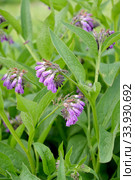 Окопник лекарственный (Symphytum officinale L.). Соцветия крупным планом. Стоковое фото, фотограф Ирина Борсученко / Фотобанк Лори