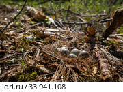sandpiper nest in the forest on ground. Стоковое фото, фотограф Гурьянов Андрей / Фотобанк Лори