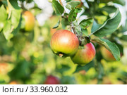 Apple fruits growing on a apple tree branch in orchard. Apple ripening. variety of apples. Стоковое фото, фотограф Nataliia Zhekova / Фотобанк Лори