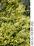 Бересклет Форчуна, сорт Emerald Gold  (Euonymus fortunei). Общий вид. Стоковое фото, фотограф Ирина Борсученко / Фотобанк Лори