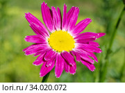Пиретрум розовый, или персидская ромашка (лат. Pyrethrum roseum) крупным планом. Стоковое фото, фотограф Елена Коромыслова / Фотобанк Лори