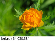 Купальница азиатская (лат. Trollius) крупным планом. Стоковое фото, фотограф Елена Коромыслова / Фотобанк Лори