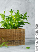 Green mint in crate on grey backfround. Fresh mint close up in wooden box. Aromatic herbs enrich the vegetarian cuisine. Стоковое фото, фотограф Nataliia Zhekova / Фотобанк Лори