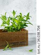 Green mint in crate on grey backfround. Fresh mint close up in wooden box. Aromatic herbs enrich the vegetarian cuisine. Стоковое фото, фотограф Nataliia Zhekova / Фотобанк Лори