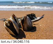Живые моллюски Азовского моря. Три раковины в песке на фоне синего моря. Мидии с раскрытыми створками. Крупный план. Крым, Россия (2008 год). Стоковое фото, фотограф Маргарита Лир / Фотобанк Лори