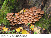 Опёнок зимний (Flammulina velutipes (Curtis) Singer), растет около пня. Стоковое фото, фотограф Ирина Борсученко / Фотобанк Лори