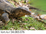 Портрет полосатого варана (Varanus salvator) из парка Лумпини солнечным днем. Бангкок, Таиланд (2019 год). Стоковое фото, фотограф Виктор Карасев / Фотобанк Лори