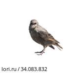 Обыкновенный скворец (Sturnus vulgaris), изолировано на белом фоне. Стоковое фото, фотограф E. O. / Фотобанк Лори